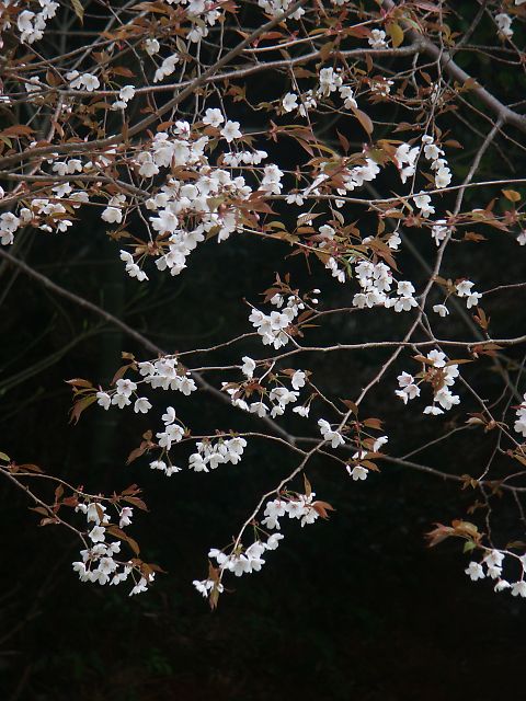 桜　さくら　サクラ_b0011156_16193262.jpg