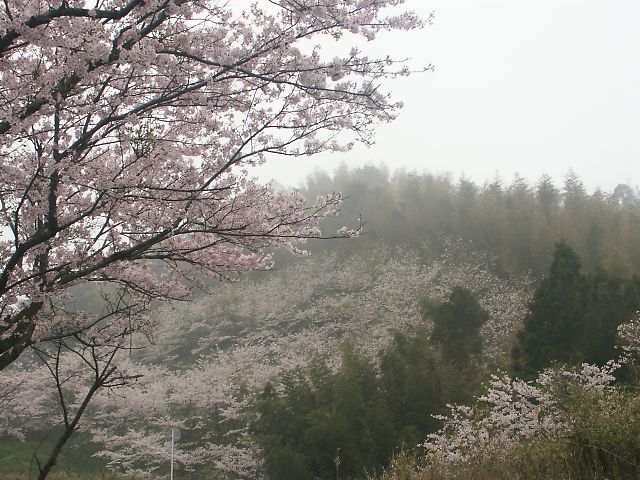 桜　さくら　サクラ_b0011156_1633553.jpg