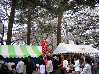 【小田原城の桜吹雪】_c0042960_22343647.jpg