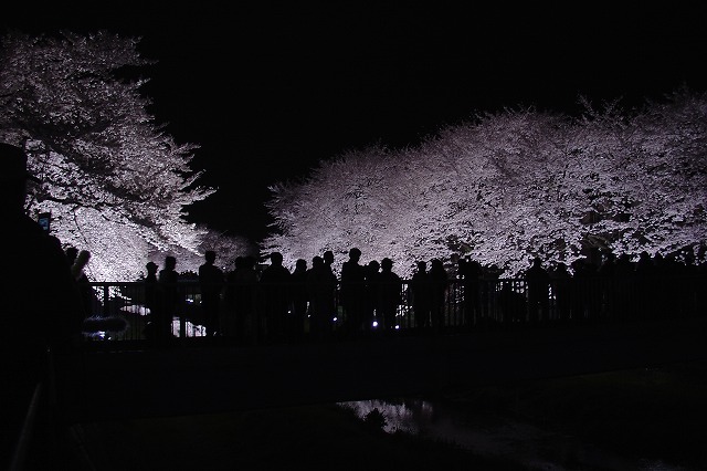 野川の夜桜を楽しみました_b0056461_351954.jpg