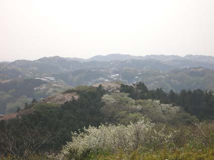 六国国見山と大船地区のサクラ－北鎌倉春爛漫－_c0014967_6292726.jpg