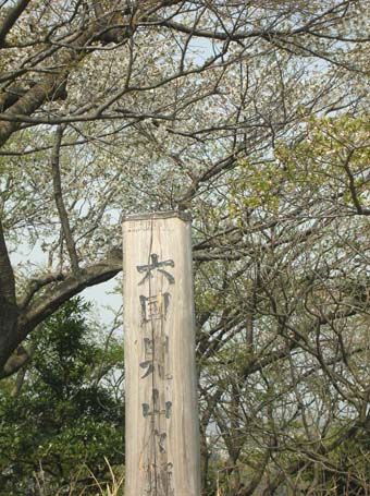 六国国見山と大船地区のサクラ－北鎌倉春爛漫－_c0014967_632247.jpg