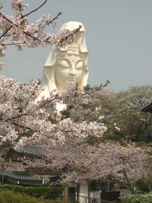 六国国見山と大船地区のサクラ－北鎌倉春爛漫－_c0014967_6331115.jpg