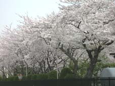 六国国見山と大船地区のサクラ－北鎌倉春爛漫－_c0014967_63721100.jpg