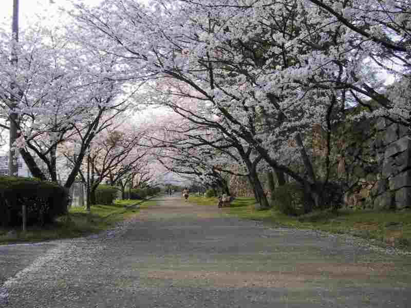桜のトンネル_b0018270_1754617.jpg
