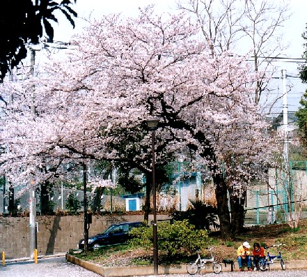 桜を求めて_d0019770_16591657.jpg