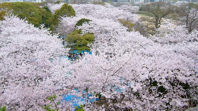 四季の花々_c0062772_22134721.jpg