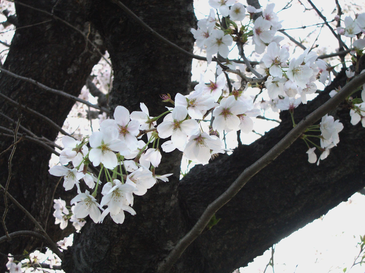 桜の木の下で_c0017074_053696.jpg