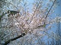 4月10日（日）　天王町ビジネスパークの桜_c0044777_21315319.jpg