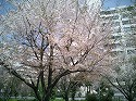 4月10日（日）　天王町ビジネスパークの桜_c0044777_21361918.jpg
