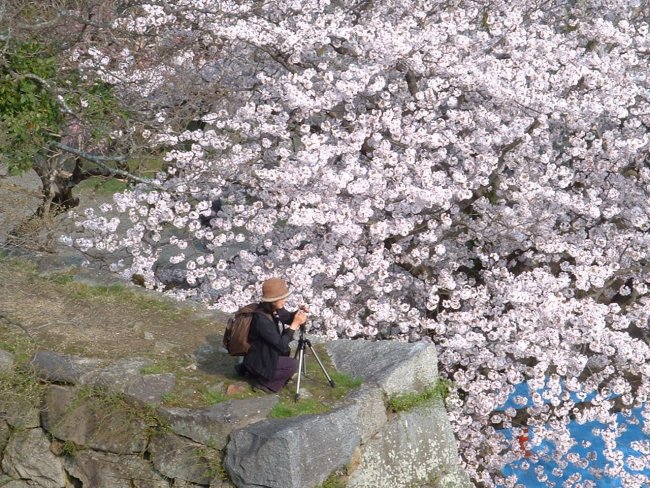 桜、最高です_b0048784_18492747.jpg