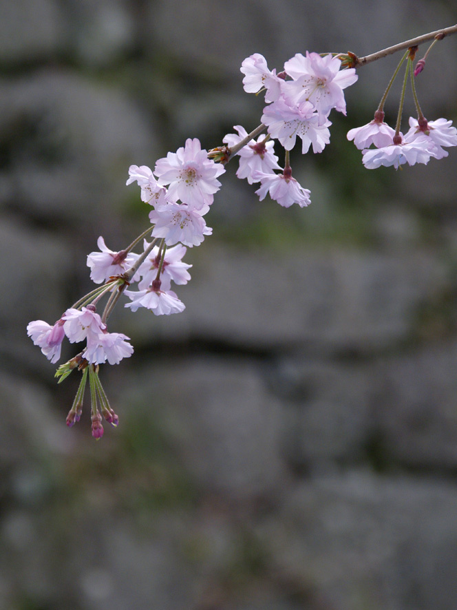 桜咲く・・・刹那に散りゆく運命と知って１_c0007190_11135915.jpg