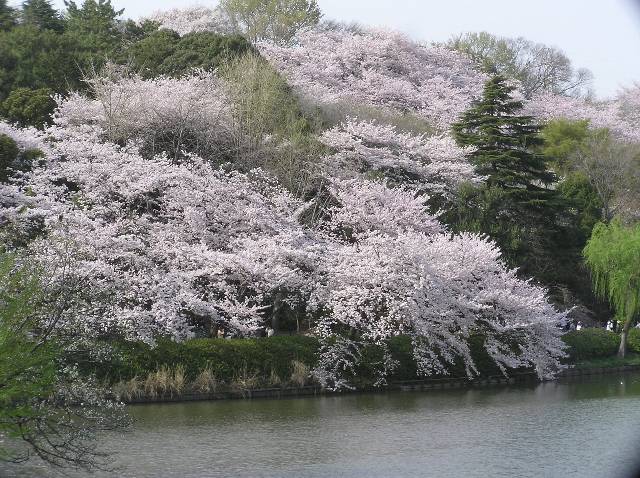 中池と桜_a0030491_11591249.jpg