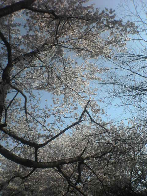 桜、満開です。_b0038792_11243.jpg