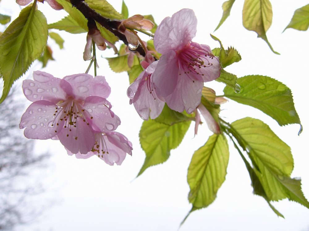 雨の日の桜_c0062511_2171340.jpg