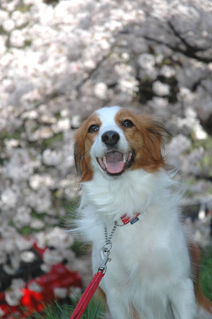 桜の下で 2_c0065512_1336556.jpg