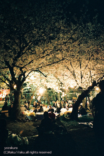 夜桜_d0005817_1121154.jpg