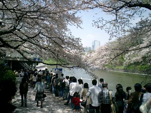 SAKURA2005～千鳥ヶ淵～_a0003824_17221223.jpg