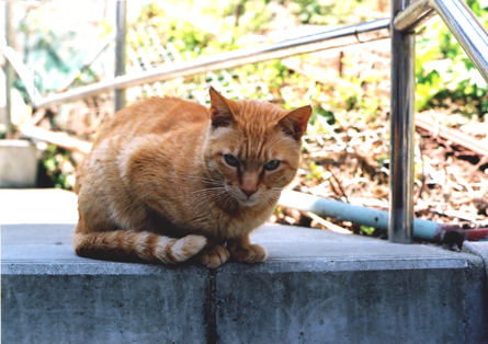 にらめっこ　〜江ノ島ネコシリーズ〜_c0031932_17193549.jpg