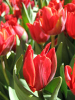 c0064534_229513.jpg