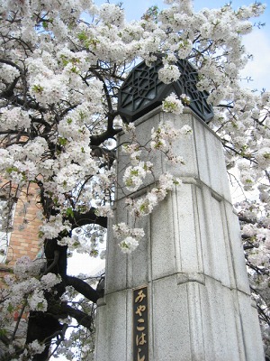 大岡川の桜_b0031237_162046.jpg