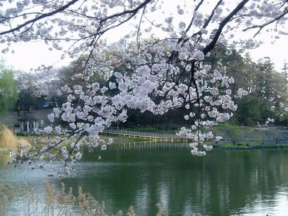 Sakura_a0018843_1481772.jpg