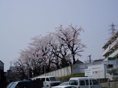 Sakura_a0018843_1493881.jpg