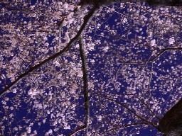 c0035843_23485153.jpg