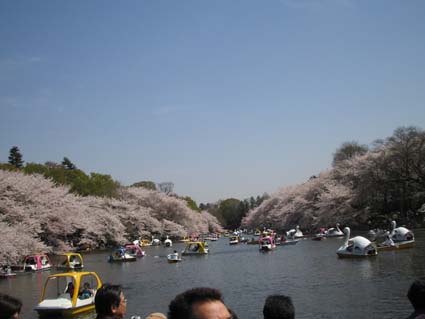 花とお団子　部活動：井の頭公園　売店_b0023248_2319971.jpg