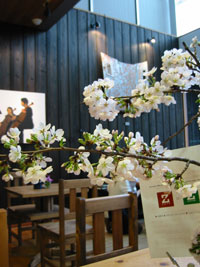 お花見しました？_a0017350_0305659.jpg