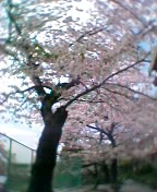 学校の桜_a0023353_17184426.jpg