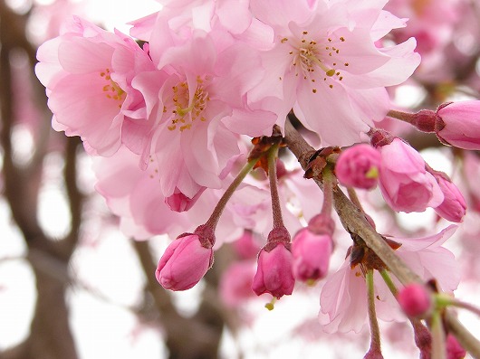 桜とアリとチェビーと・・_a0018655_162911100.jpg