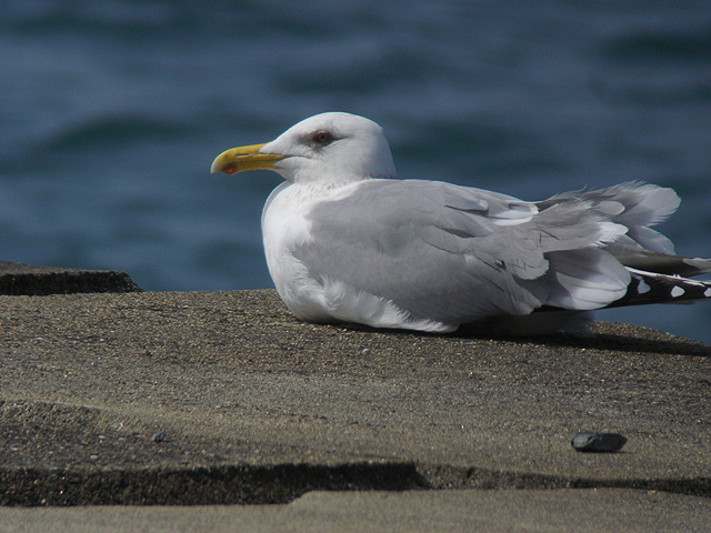 丸山漁港のカモメ_c0031561_20145740.jpg