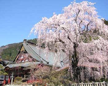 身延の桜_d0000770_13281486.jpg
