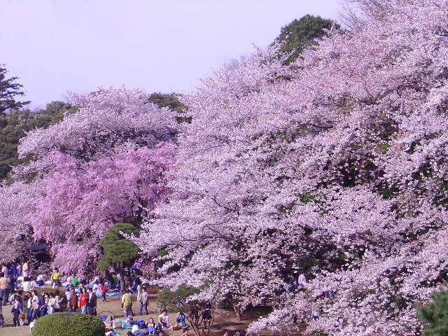 都会の桜_b0034578_20444046.jpg