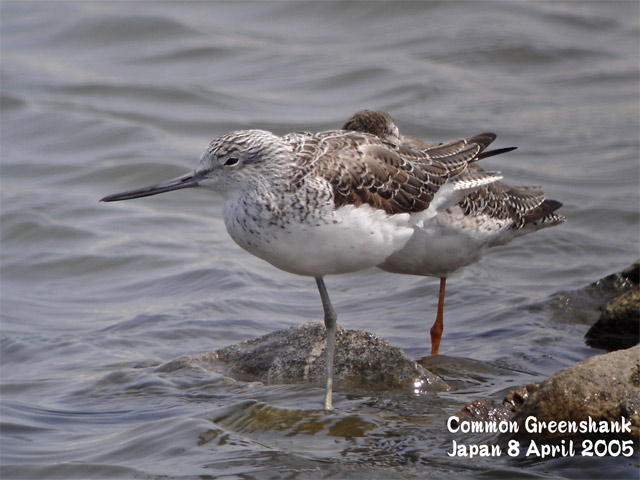 アオアシシギ 1 Common Greenshank 1 : SHORE BIRDS IN JAPAN