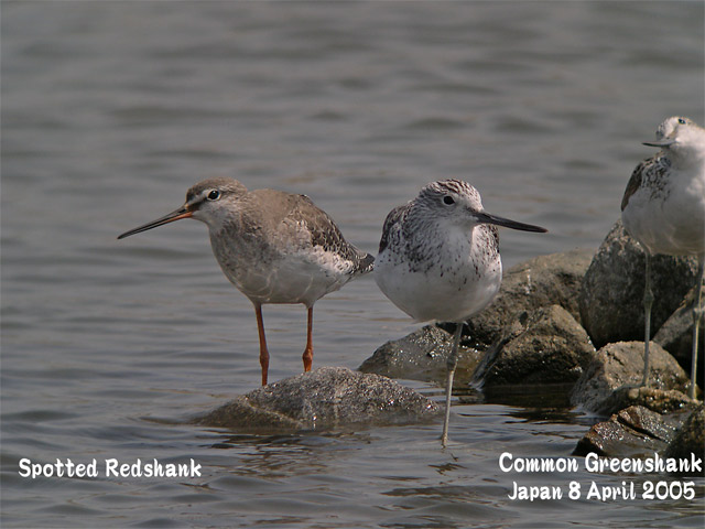 アオアシシギ　1　　　Common Greenshank 1_c0071489_0171787.jpg