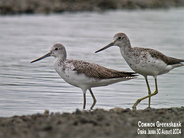 アオアシシギ　1　　　Common Greenshank 1_c0071489_0212392.jpg