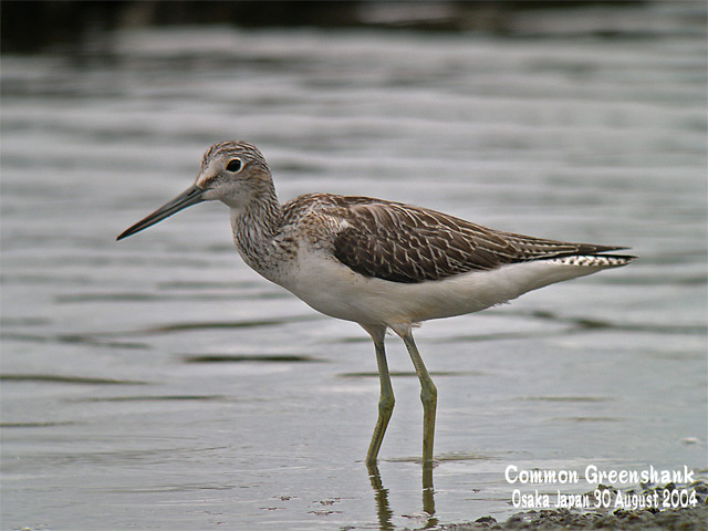 アオアシシギ　1　　　Common Greenshank 1_c0071489_0273181.jpg