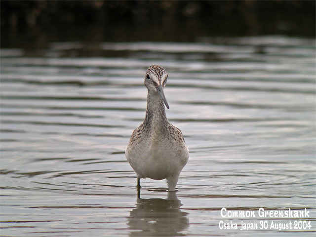 アオアシシギ　1　　　Common Greenshank 1_c0071489_0581786.jpg