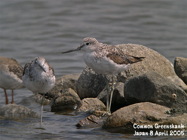 アオアシシギ 1 Common Greenshank 1 : SHORE BIRDS IN JAPAN