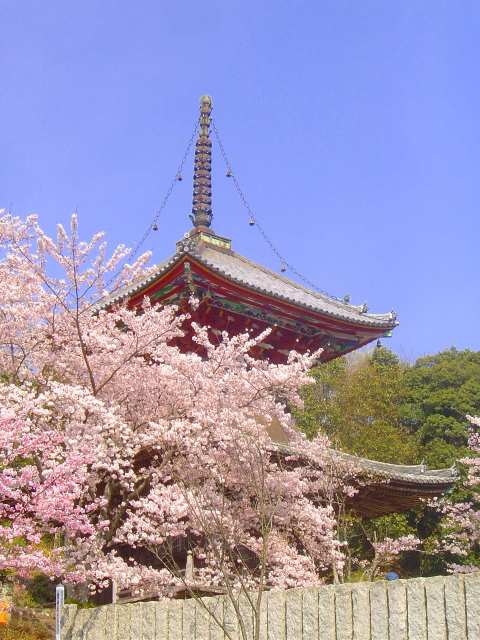 旅で見かけた花たち（徳島県）_c0044297_8422744.jpg