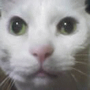 c0005007_335296.gif
