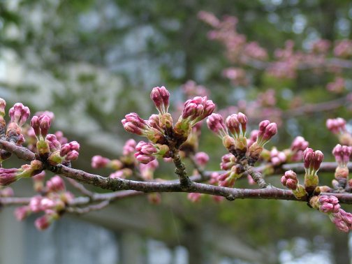 遠島山公園“桜の広場”／開花情報_a0017012_18164981.jpg