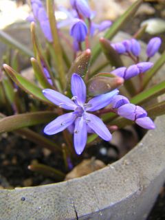 シラー・ビフォリア　Scilla bifolia_c0025115_1103277.jpg