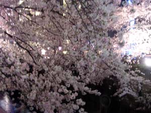 夜の桜、雨の桜。_a0026127_22173994.jpg