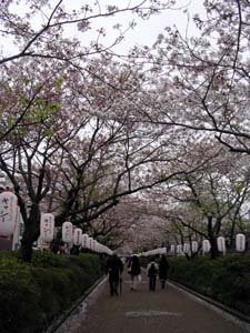 夜の桜、雨の桜。_a0026127_22184923.jpg