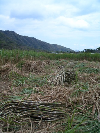 喜界島-伐採_c0006639_0132893.jpg