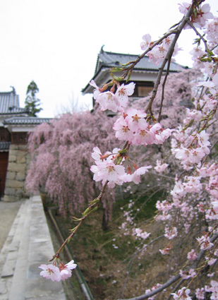 05.4.12　桜便り_a0025841_916488.jpg