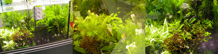 b0069848_0503867.jpg